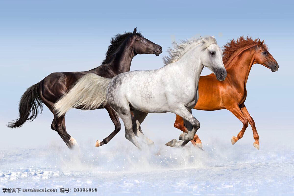 三批奔跑的马 唯美 可爱 家畜 生物世界 家禽家畜 马 骏马 白色的马 马头 漂亮的马 可爱的白马 动作 奔跑 动物 现代摄影