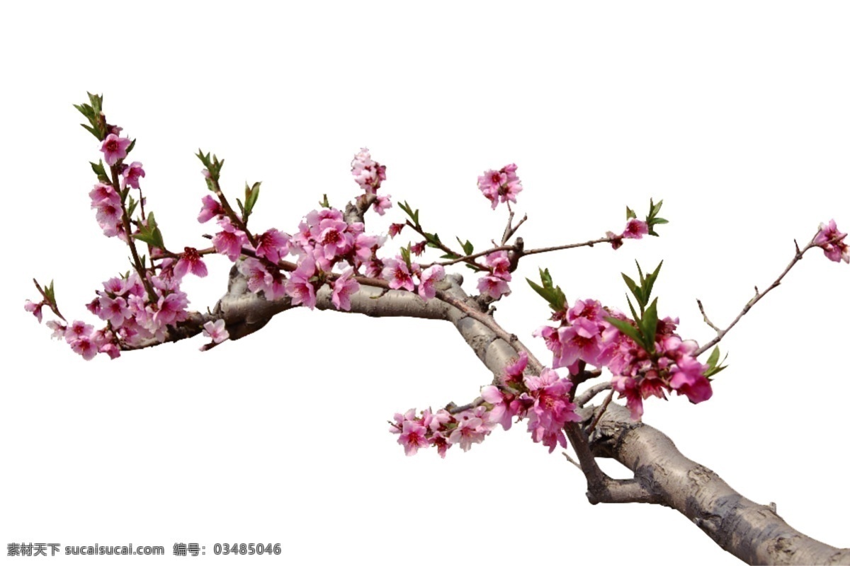 桃花 花枝 桃花枝 psd源文件
