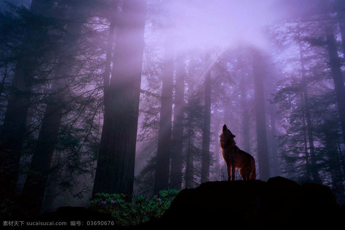 秋冬 季节 黑暗 松 树林 树枝 云雾 光线 狼 松树 森林 云 雾 生物世界 野生动物 摄影图库