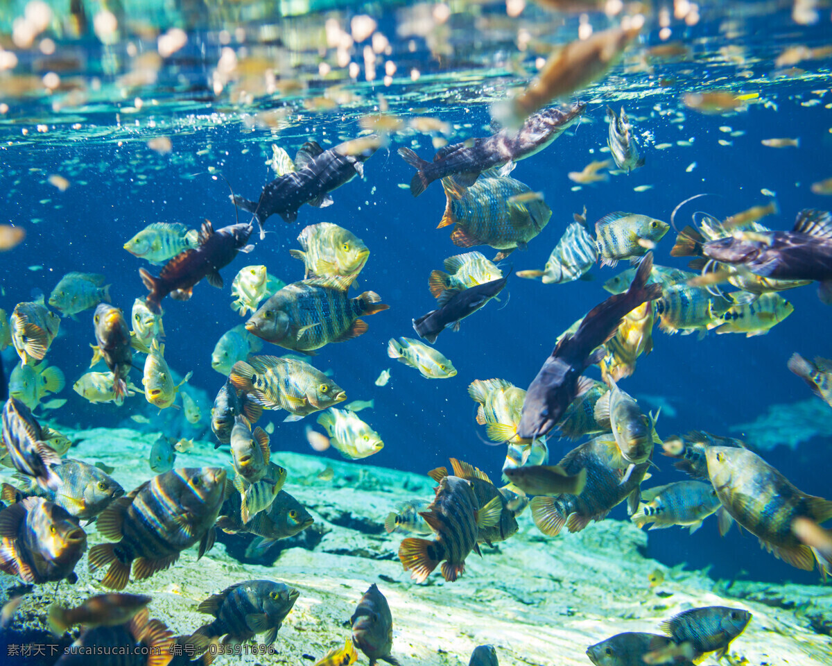 海底 鱼群 鱼 鱼类动物 海鱼 珊瑚 海底世界 海洋生物 海底风景 海底的鱼群 大海图片 风景图片