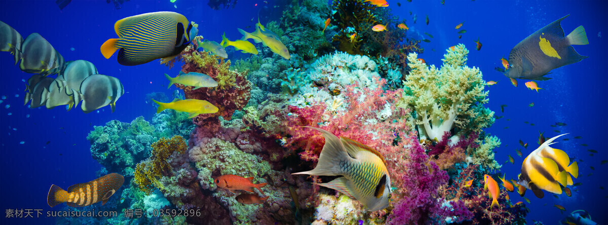 鱼群摄影 鱼群 鱼群摄影图片 鱼类动物 海底动物 海底世界 海水 海洋 深海 珊瑚 海洋海边 自然景观 蓝色