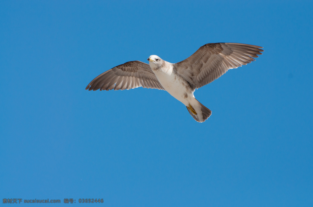 花纹海鸥 海鸥 空中 蓝天 飞翔 展翅 鸟类 生物世界