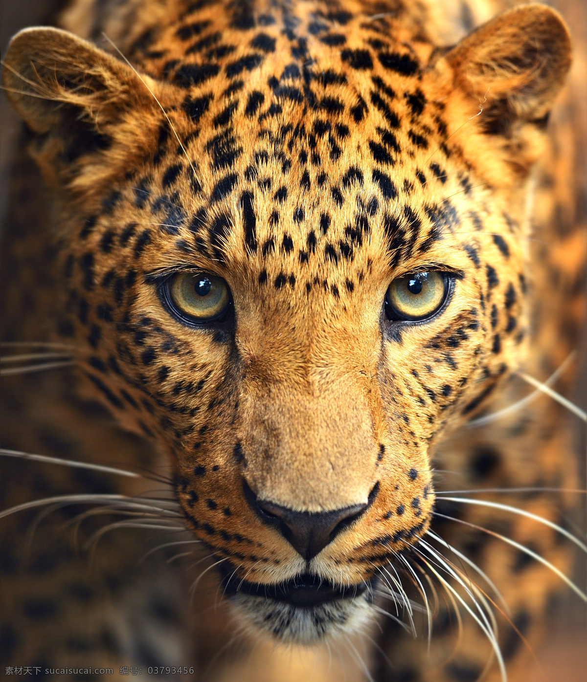 豹子 特写 动物 特写图片 陆地动物 生物世界