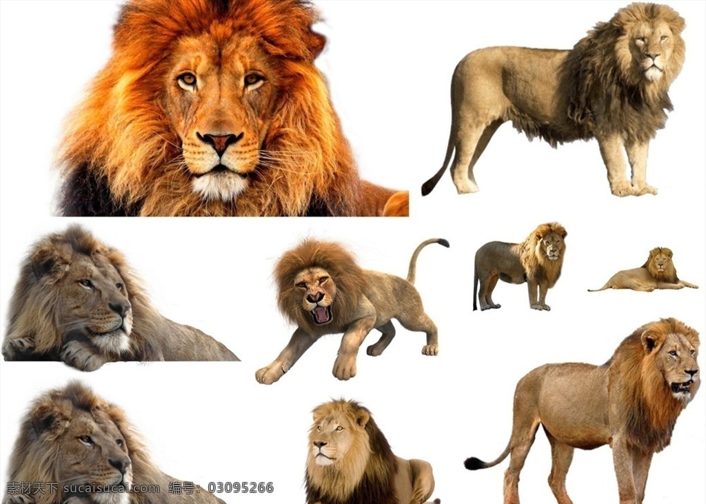 狮子 免 扣 高清 素材图片 狮子png 高清狮子图片 文件 狮子免扣素材 狮子素材 各种 生物世界 野生动物