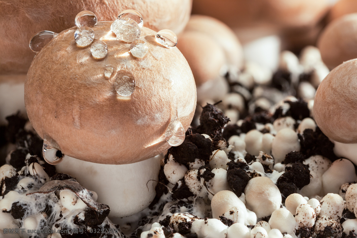 新鲜 蘑菇 新鲜的蘑菇 香菇 蔬菜 食物 餐厅美食 植物 蘑菇图片 餐饮美食