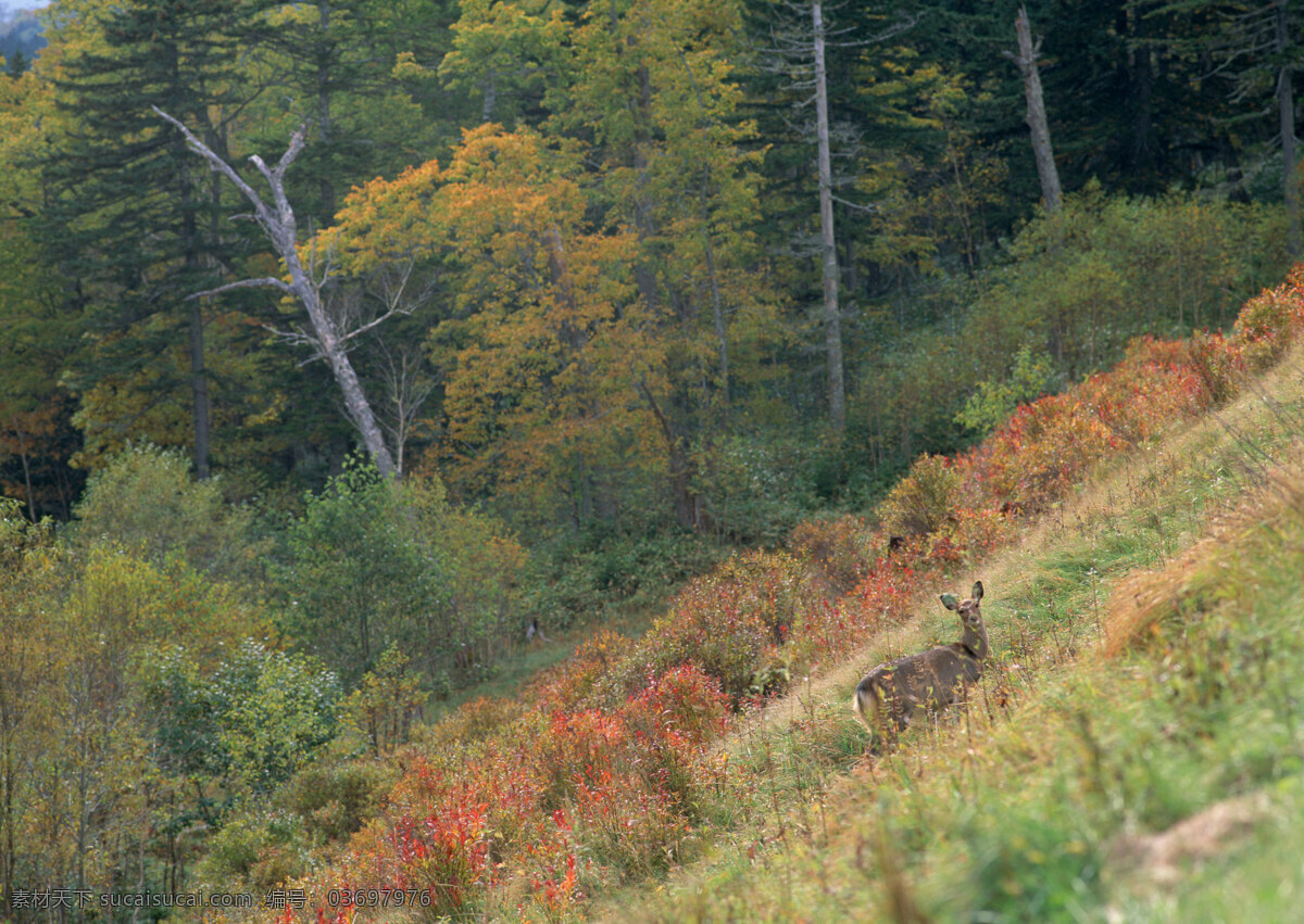 山中 野生动物 美丽风景 风光 景色 森林 树木 动物 鹿 自然景象 自然景观 山水风景 四季风景 风景图片