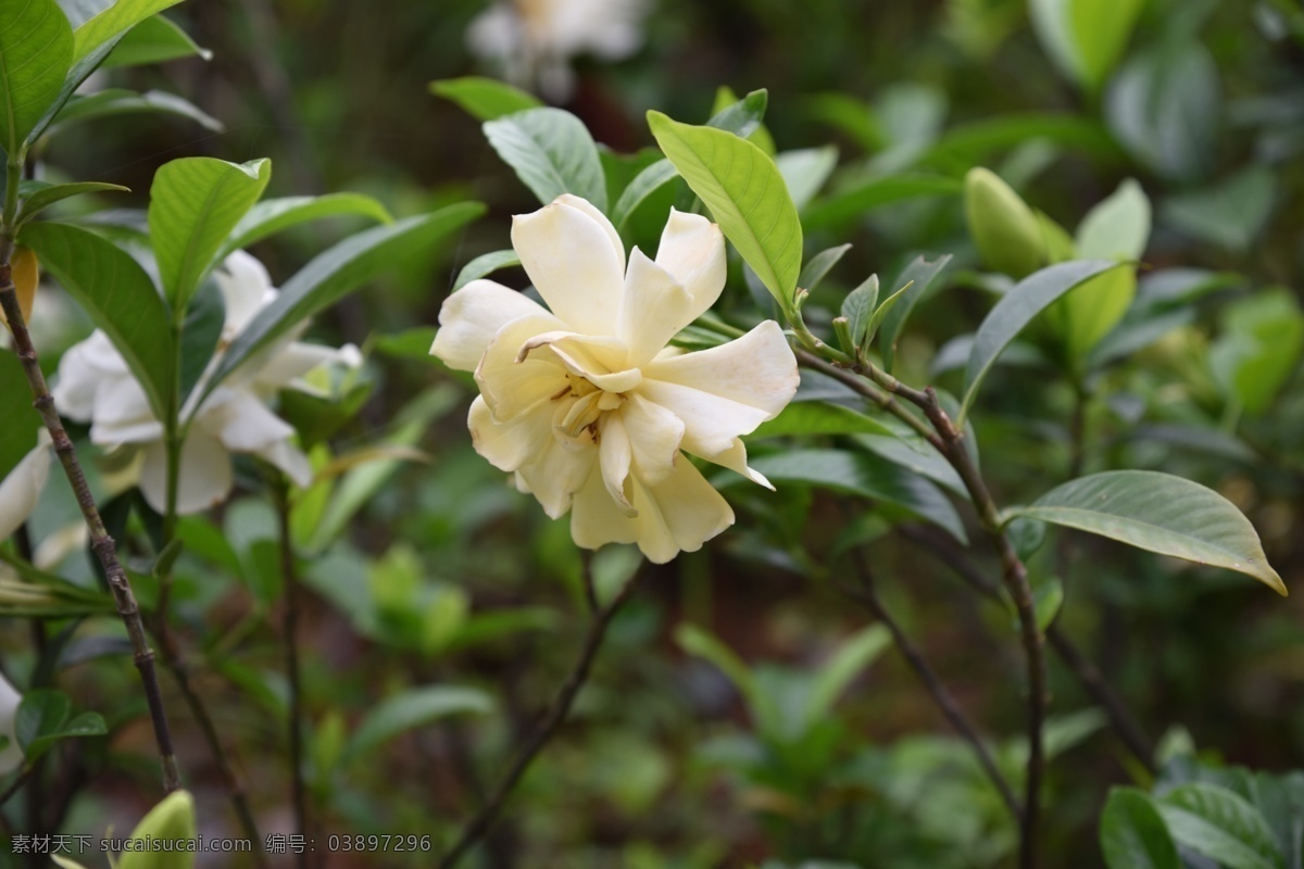 栀子花 白色花 花朵 鲜花 花瓣 盛开 花草 植物 生物世界 花卉