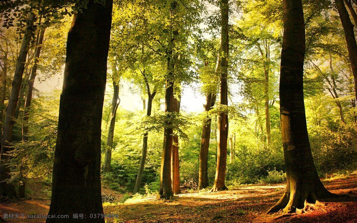 深林景象 深林 深林树木 森林 树木 桌面壁纸 壁纸 自然风景 自然景观