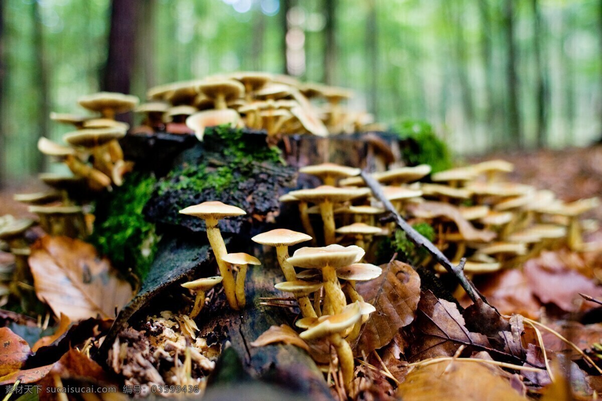 野生小滑菇 蘑菇 滑菇 小滑菇 野生滑菇 真菌 菌类 真菌蘑菇 野生 菌类蘑菇 食材 食物 生物世界 其他生物