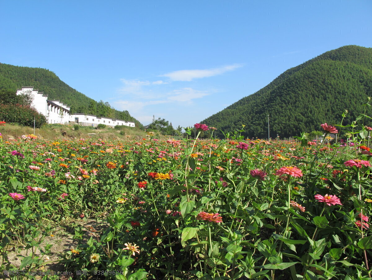 美丽乡村一角 花 绿色 粉色 毛竹山 房屋 旅游摄影 国内旅游