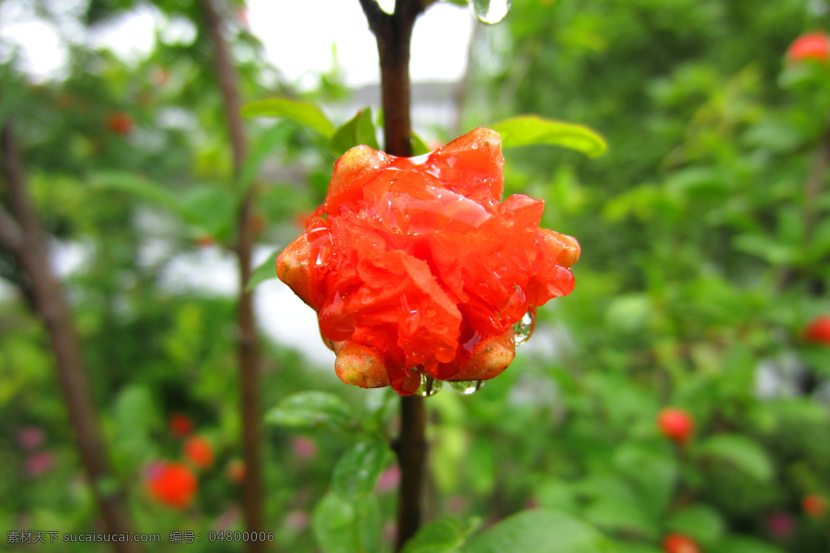 石榴花 花草 绿叶 生物世界 水滴 绽放