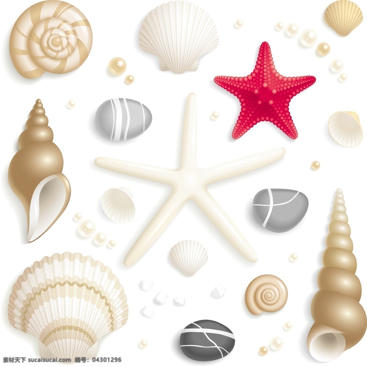 贝壳 海螺 海星 珍珠 装饰品 海洋生物 矢量 生物世界