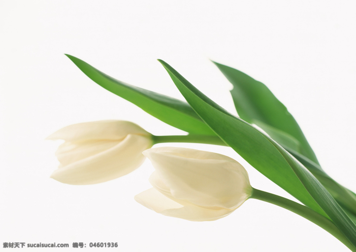 位图免费下载 服装图案 花朵 花卉 位图 写实花卉 植物摄影 面料图库 服装设计 图案花型