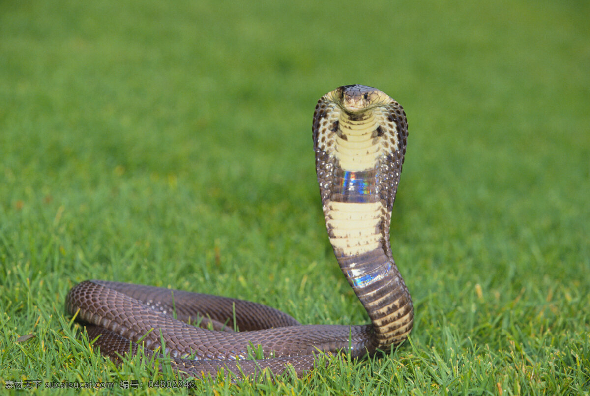 草地 上 眼镜蛇 毒蛇 蛇肉 蛇 动物世界 野生动物 爬行动物 陆地动物 生物世界 绿色