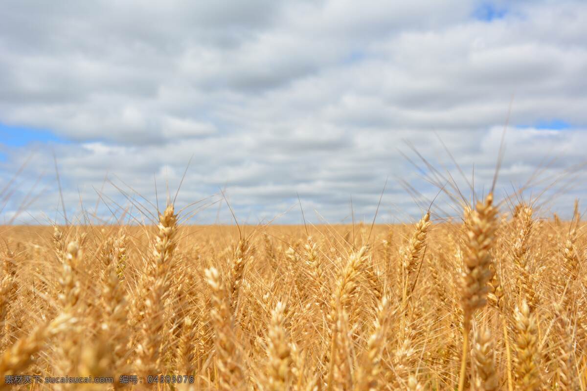 小麦 麦子 麦穗 农业 自然 植物 食品 丰收 金色麦田 金色麦浪 收获 麦地 成熟的小麦 成熟的麦子 粮食 背景 壁纸 种植 生态 农场 自然景观 自然风景