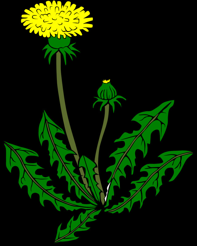 ku 蒲公英 春天 花 季节 植物 自然 externalsource 概述 spring2013 黄色的 插画集