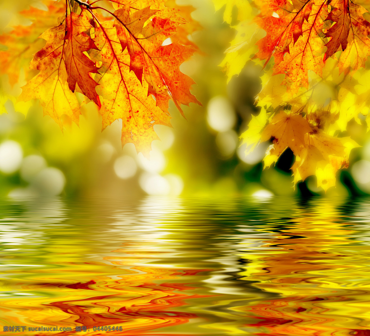 秋天 树叶 倒影 近景 高清 枫叶 湖面 水波 特写 风景 生活 旅游餐饮