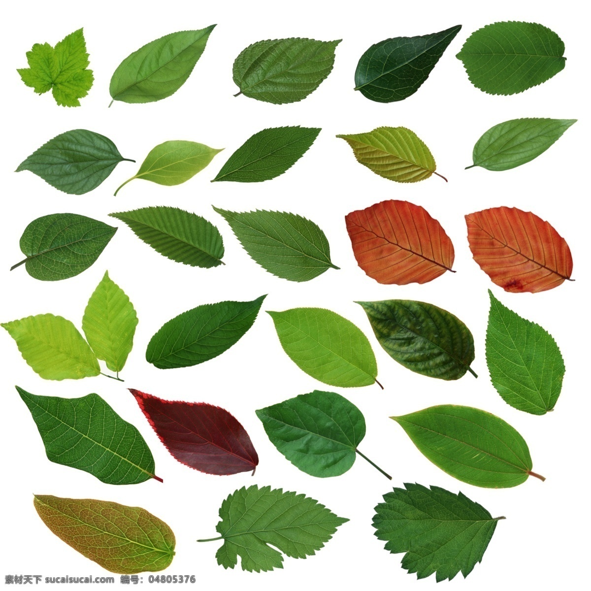 叶子素材 叶子 给类树叶 应用素材 分层 源文件库