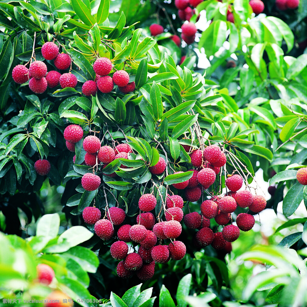 荔枝树 荔枝 热带水果 枝条 树枝 硕果累累 动物植物 水果 果树果园 摄影图 默认分类