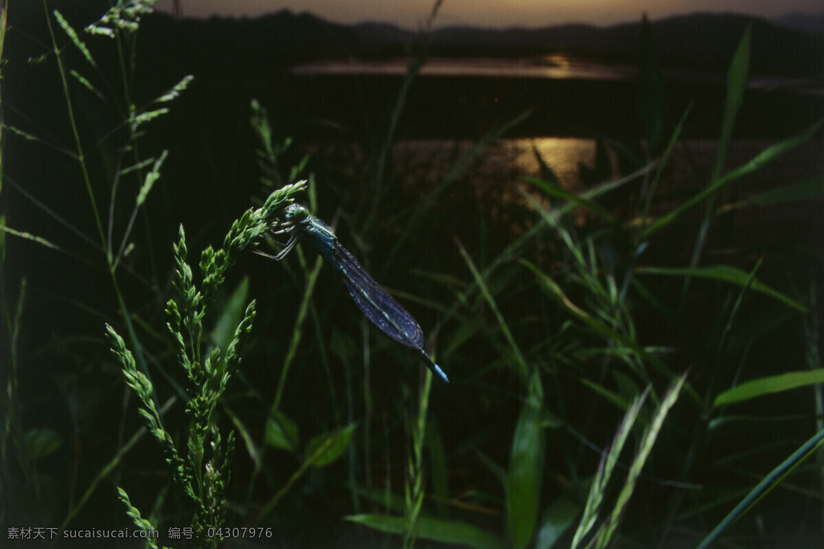 绿叶 上 小 蜻蜓 小蜻蜓 昆虫 昆虫世界 花草树木 生态环境 生物世界 野外 自然界 自然生物 自然生态 高清图片 自然 植物 户外 清新 山水风景 风景图片