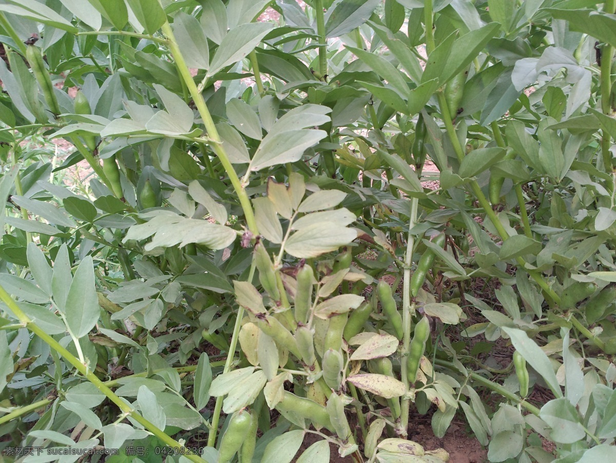 蚕豆地 蚕豆摄影 蚕豆 蚕豆棵 蚕豆苗 蚕豆田 蔬菜 生物世界