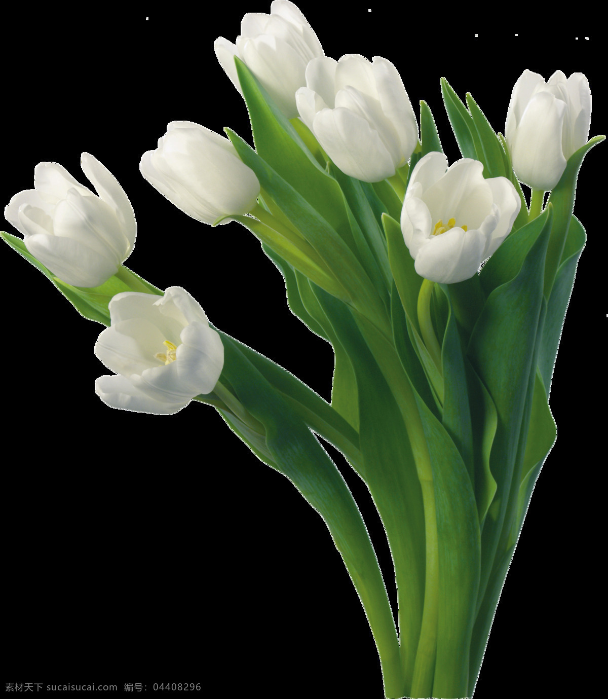 白色 郁金香 主题 元素 绿叶 装饰 花卉 花开 盛开 背景