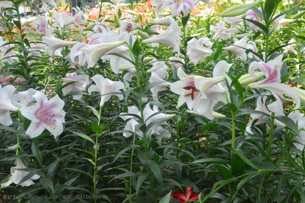 百合花 百合 百合园 园林美景 强瞿 山丹 花卉 花儿 花骨朵 花草 植物 园林绿化 绿化景观 百合花百合 生物世界