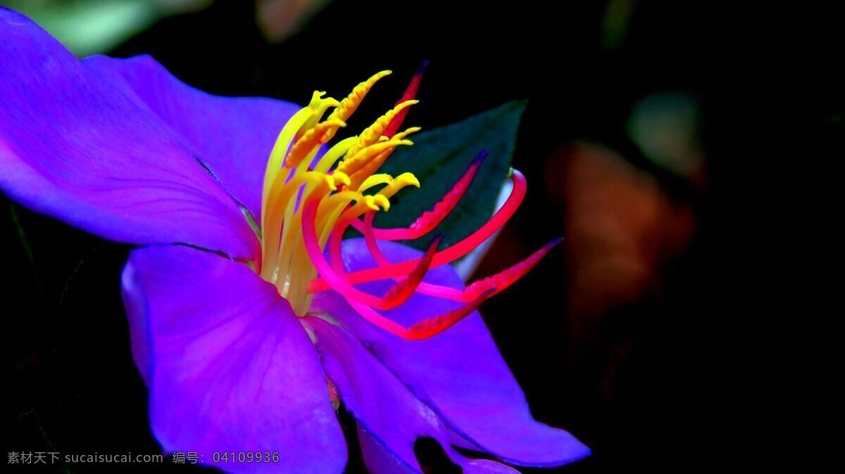 高清 唯美 花蕊 花卉 花草 花朵 花 植物