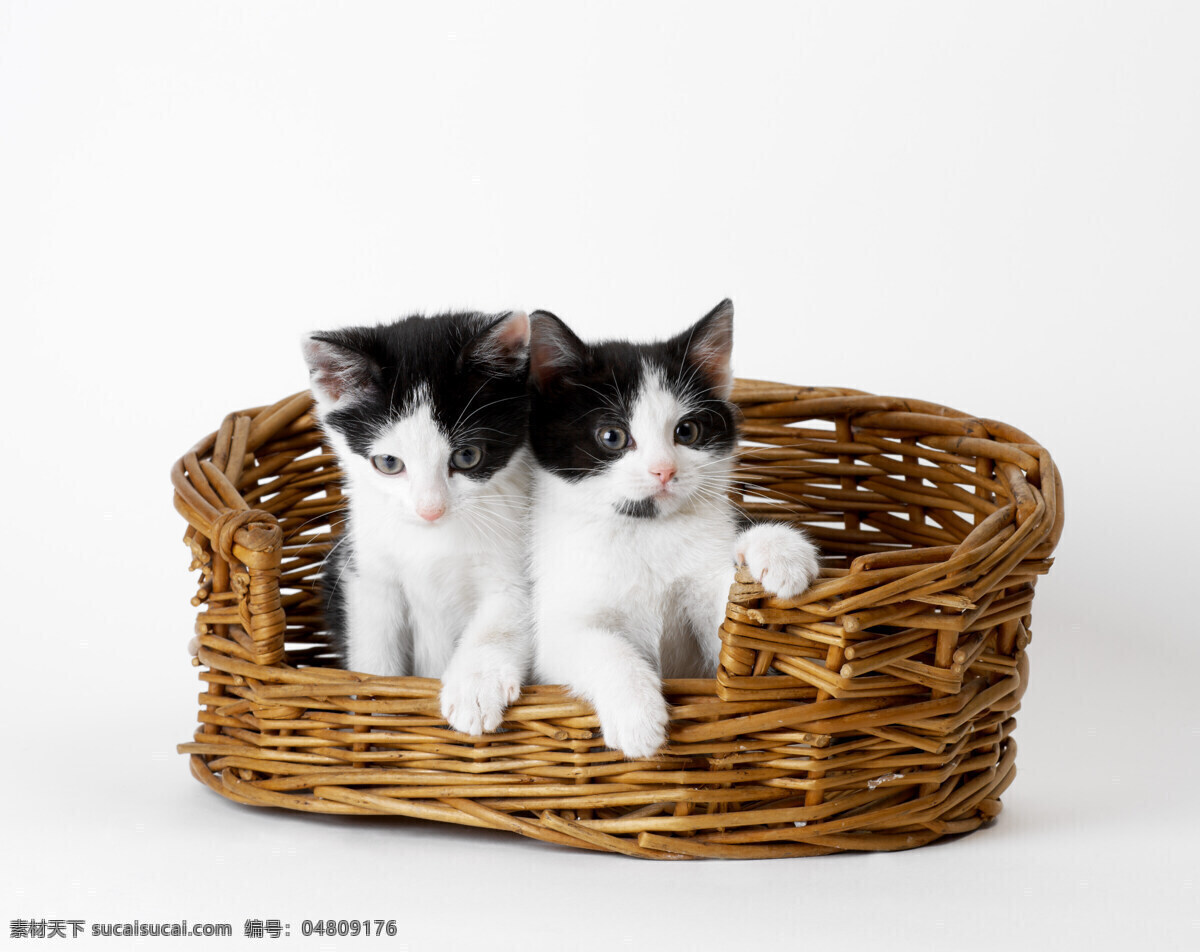 竹篮里的小猫 小猫 可爱 猫咪 萌 宠物猫 竹篮 篮子 动物世界 陆地动物 生物世界 白色