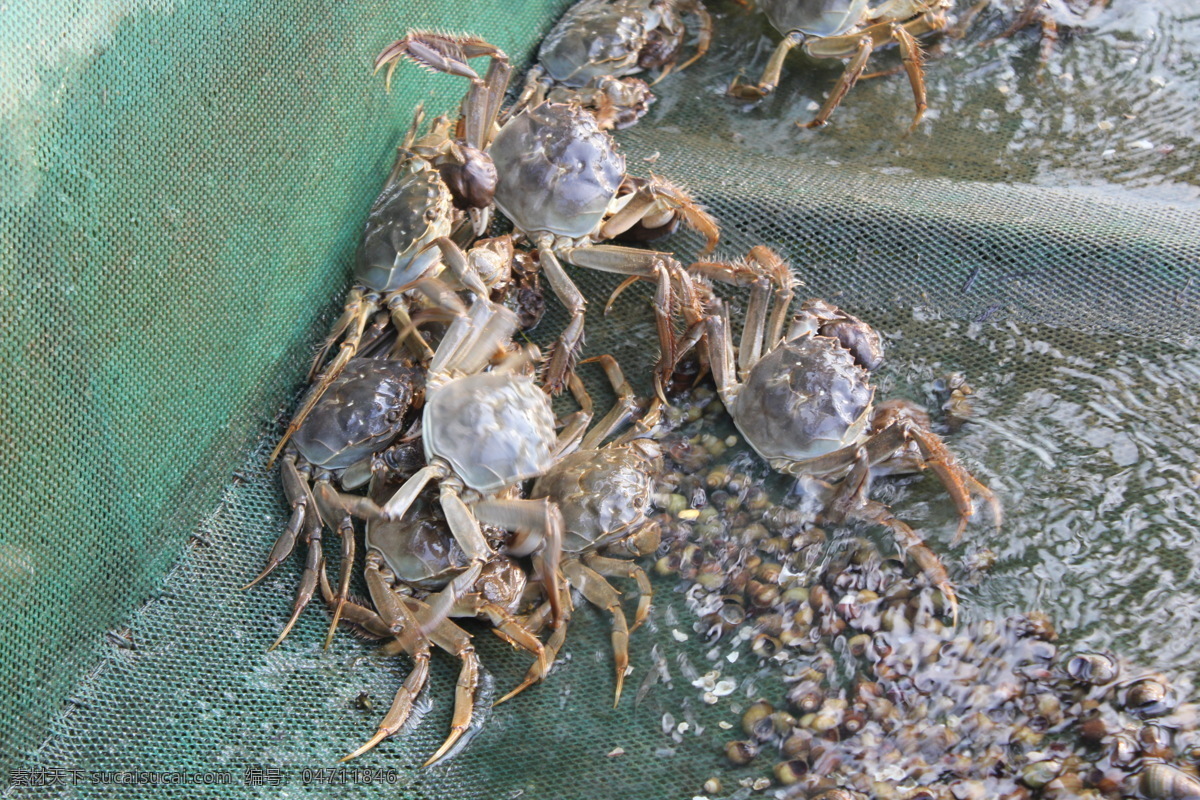 大闸蟹 太湖 太湖风光 太湖景色 湖水 田螺 海洋生物 生物世界