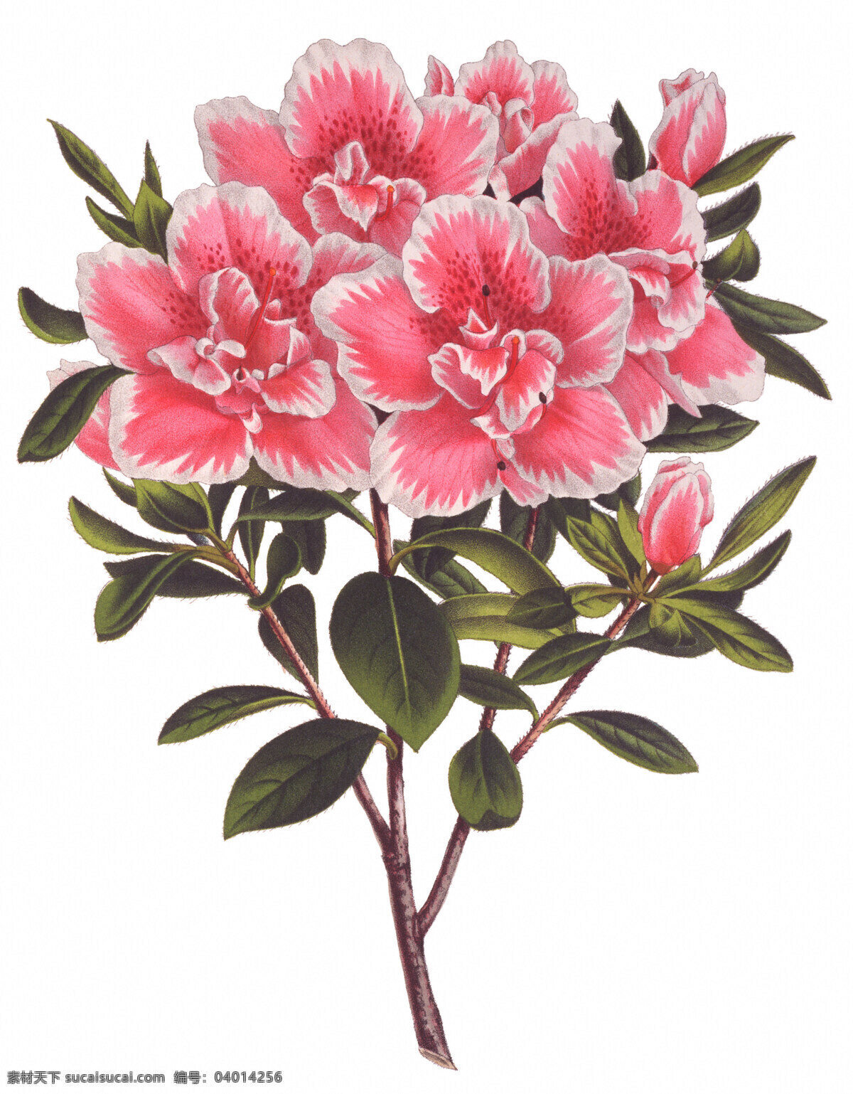 手绘花卉 手绘花纹花卉 植物 绿叶 手绘植物 花卉 绘画 绘画书法 文化艺术