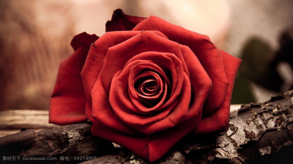 树干 上 红色 玫瑰 唯美花朵 风景 生活 旅游餐饮