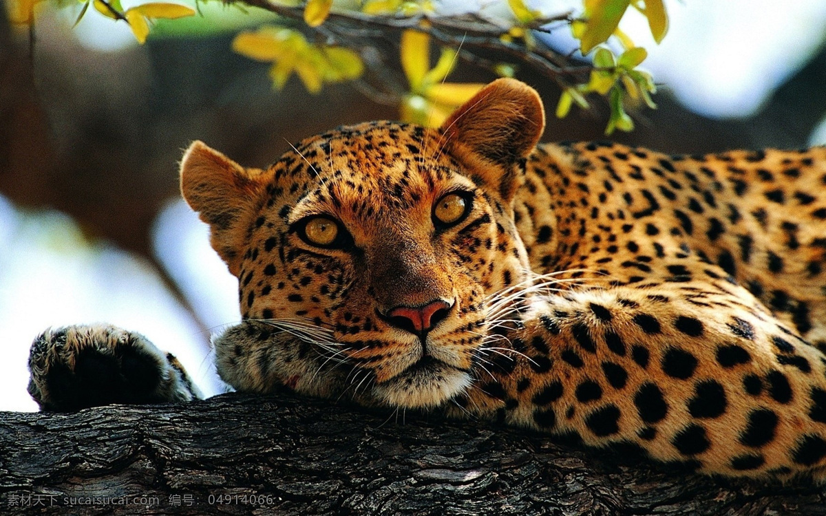 吃饱了的豹子 豹 休息 直视 动物 神奇