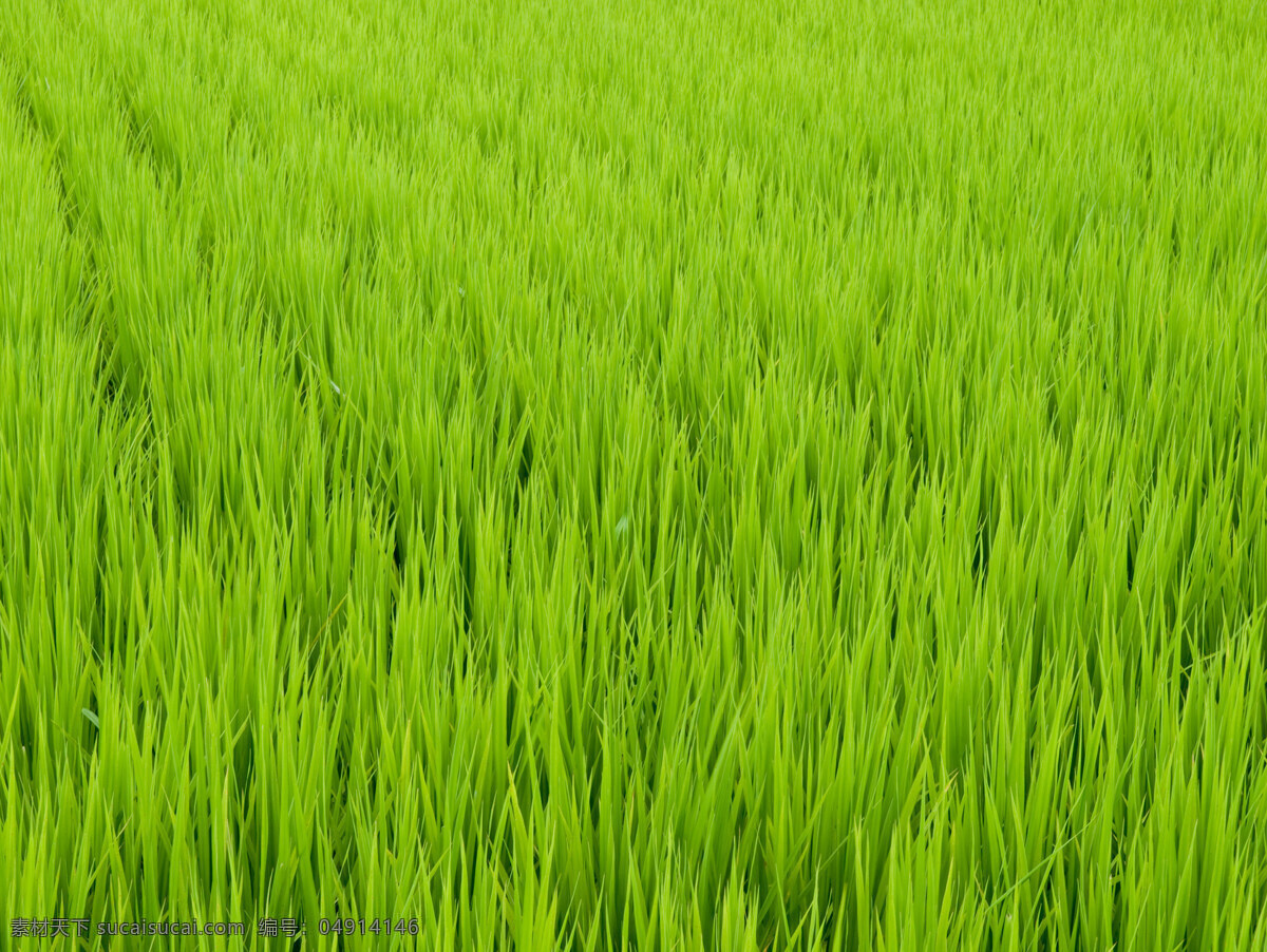 绿草 小草 绿色 背景 田地