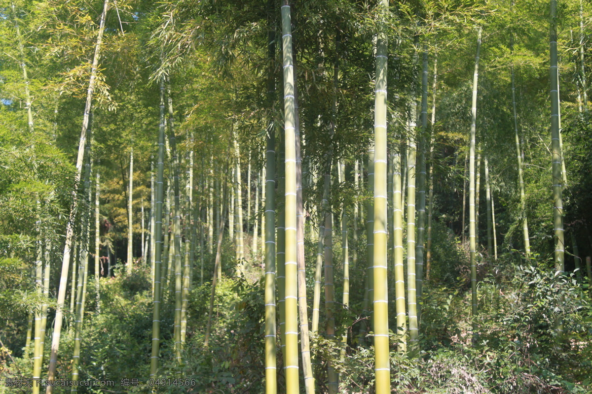 竹意安然 阳光 绿色 健康 树木树叶 生物世界