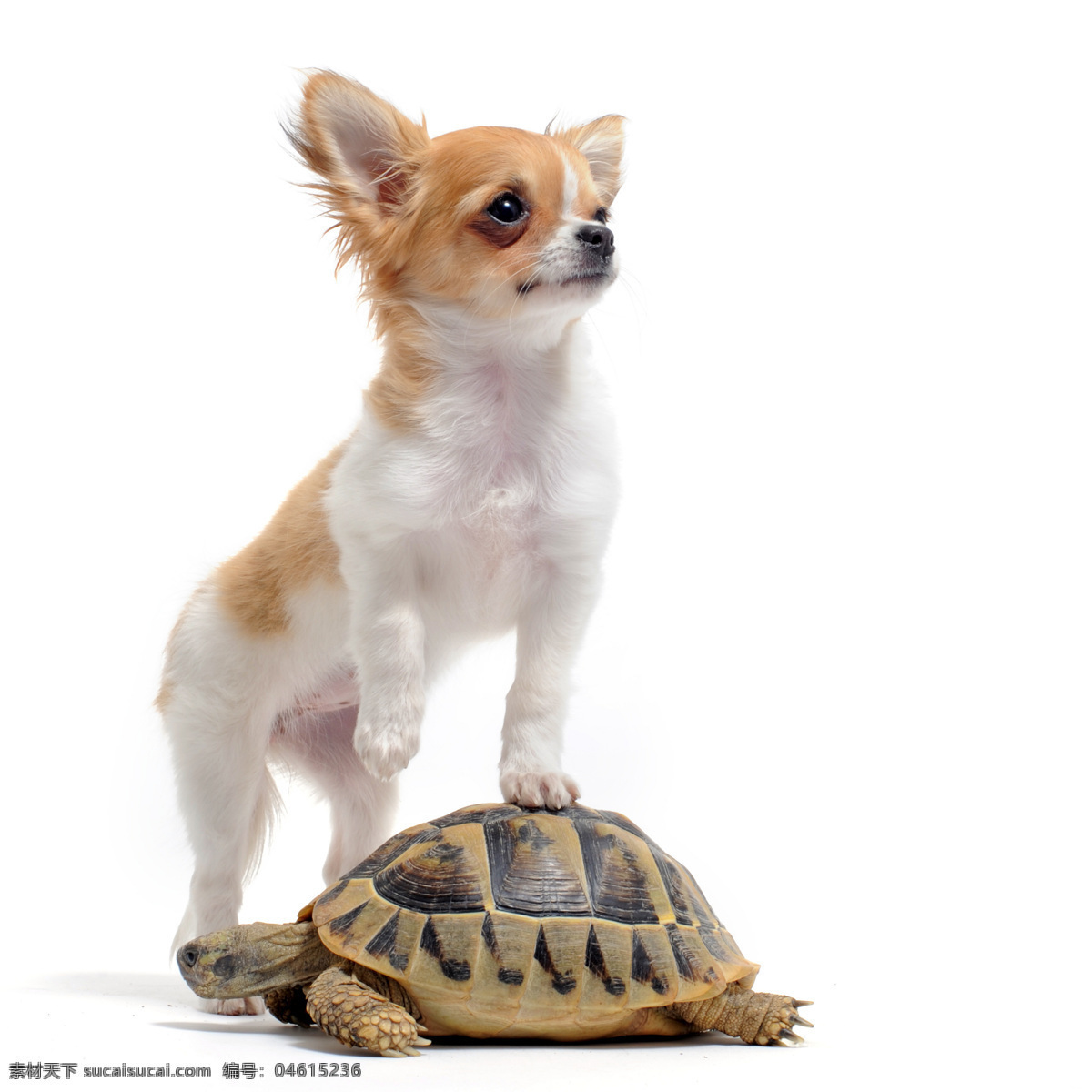 可爱 小狗 乌龟 动物 动物世界 摄影图 宠物 名贵犬种 狗狗图片 生物世界