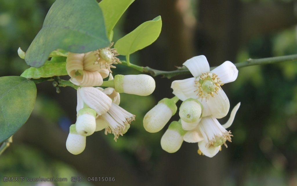 柚子 柚子开花 柚子树 柚花 柚花节 沙田柚 沙田柚花 白色花朵 白花 花朵 花蕊 花蕾 柚子花蕾 柚子花蕊 佳能 生物世界 花草