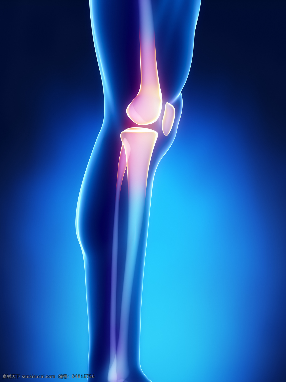 关节疼痛高清 膝盖 高清图片 骨骼 立体图 模型 人体 医疗 医学