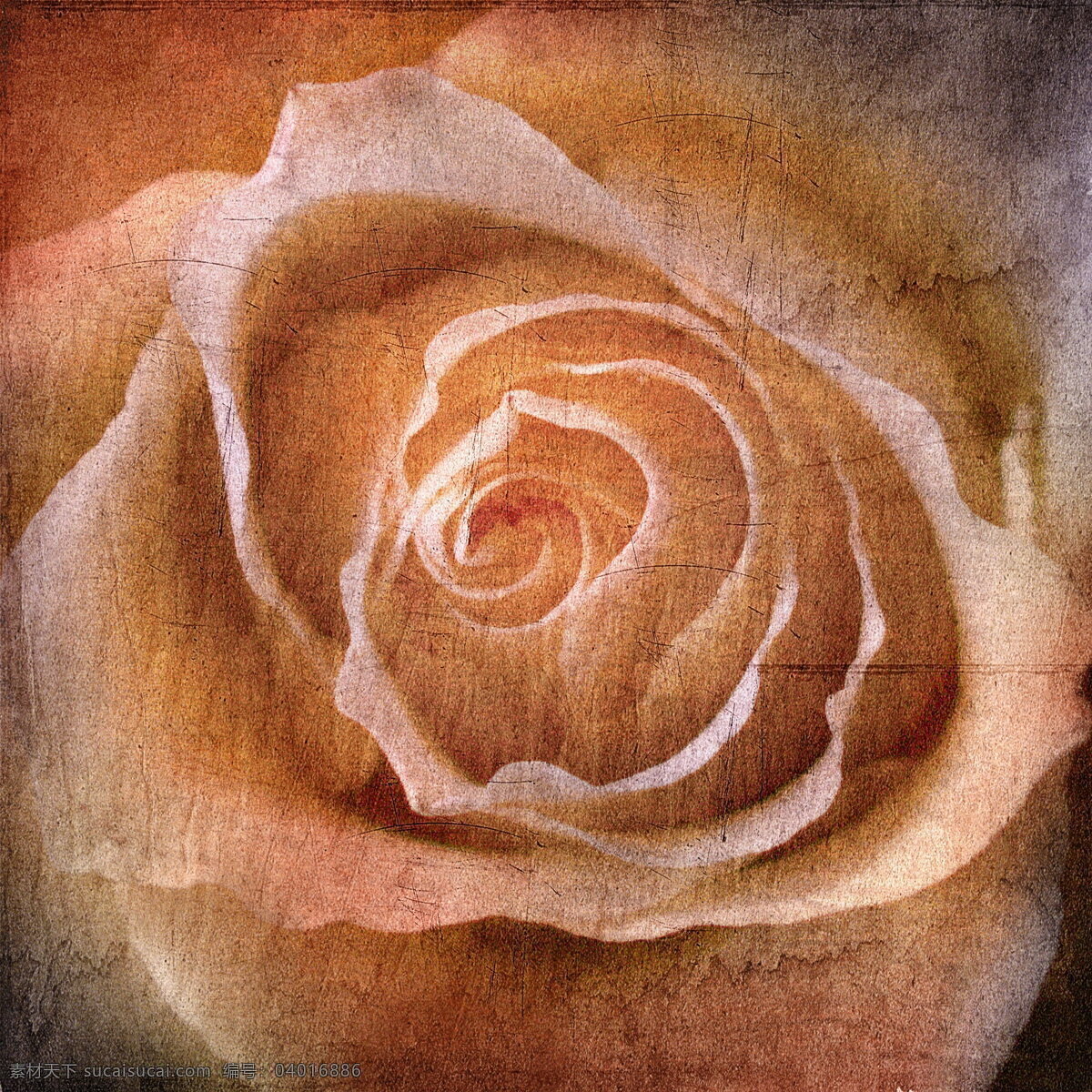 玫瑰花 底纹 斑驳 背景底纹 复古 花卉背景 花纹 怀旧 玫瑰底纹 玫瑰花底纹 背景图片