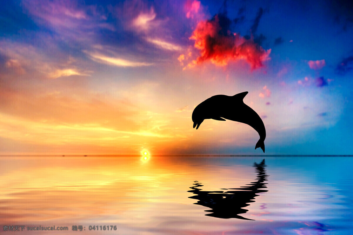 美丽 大海 海豚 夕阳 生物世界