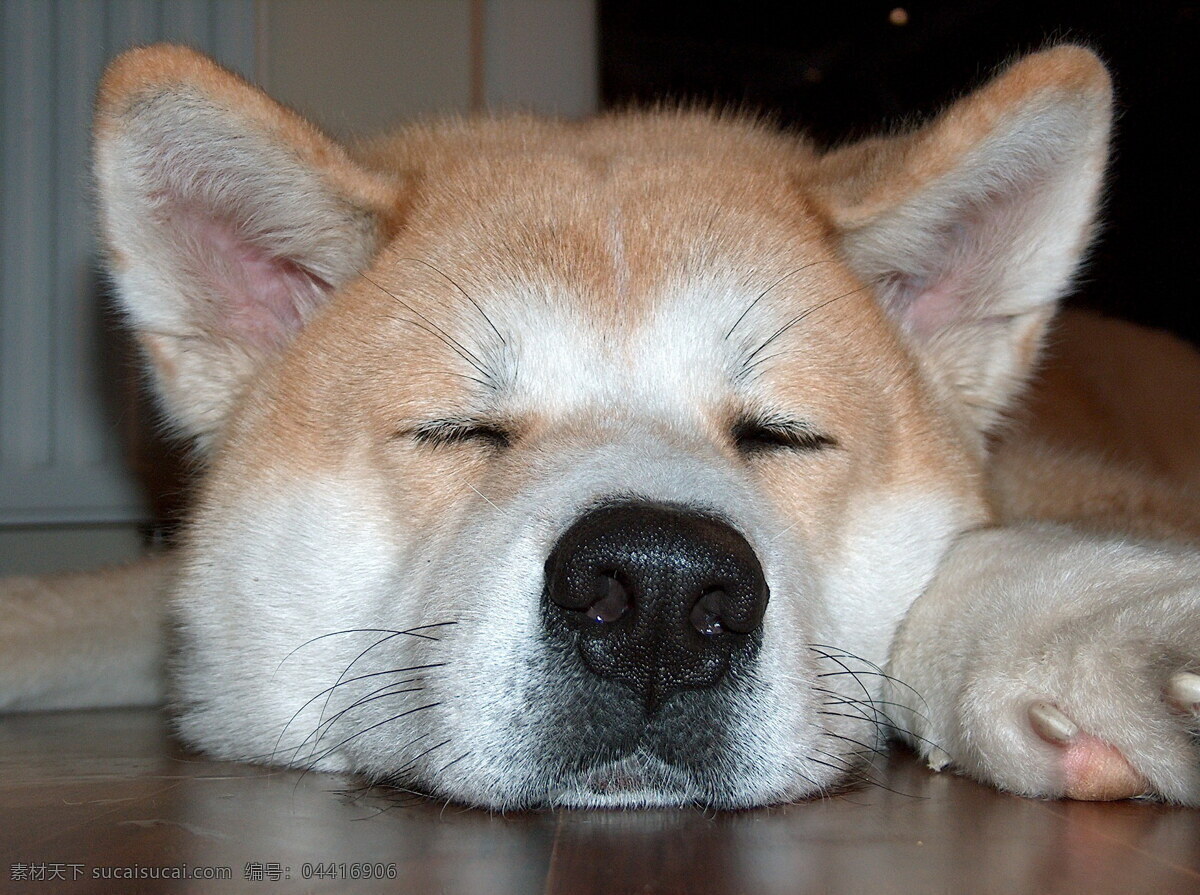 搞笑狗狗图片 秋田 犬 搞笑图片 睡觉的秋田犬 狗狗图片 小狗图片 宠物狗图片