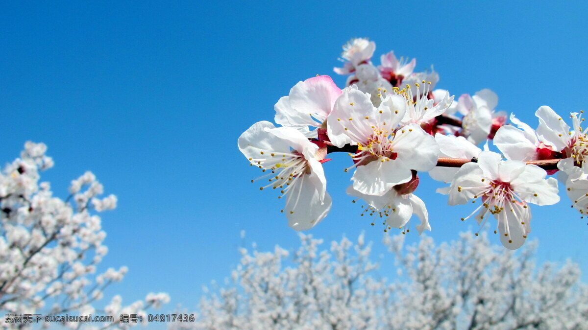 杏花 花 花朵 植物 树 大自然 绿色 清新 春天 春色 蓝天 唯美 生物世界 花草
