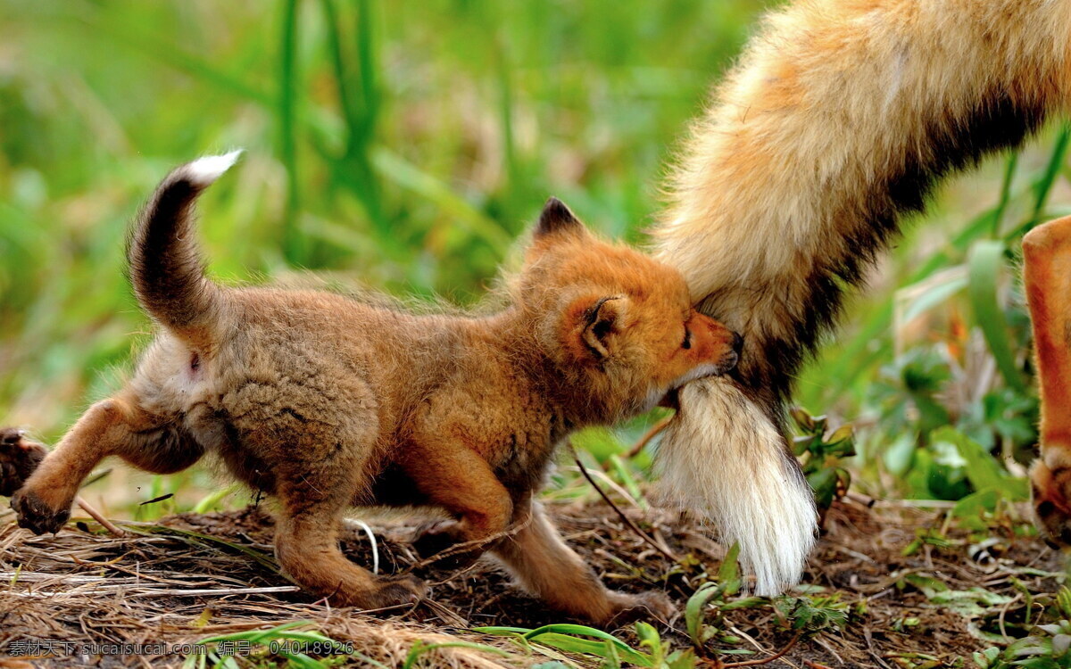 狐狸 尾巴 咬 草丛 草 小草 哺乳动物 动物 生物 野生动物 动物大百科 小狐狸 泥土 枯草 生物世界