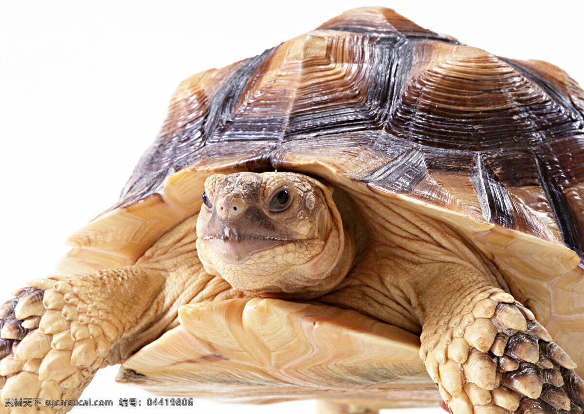 小 动物 动物世界 海龟 乌龟 小动物 千年乌龟 王八 稀有品种 生物世界
