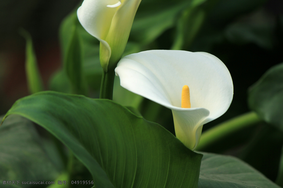 白掌花 白色 花草 生物世界