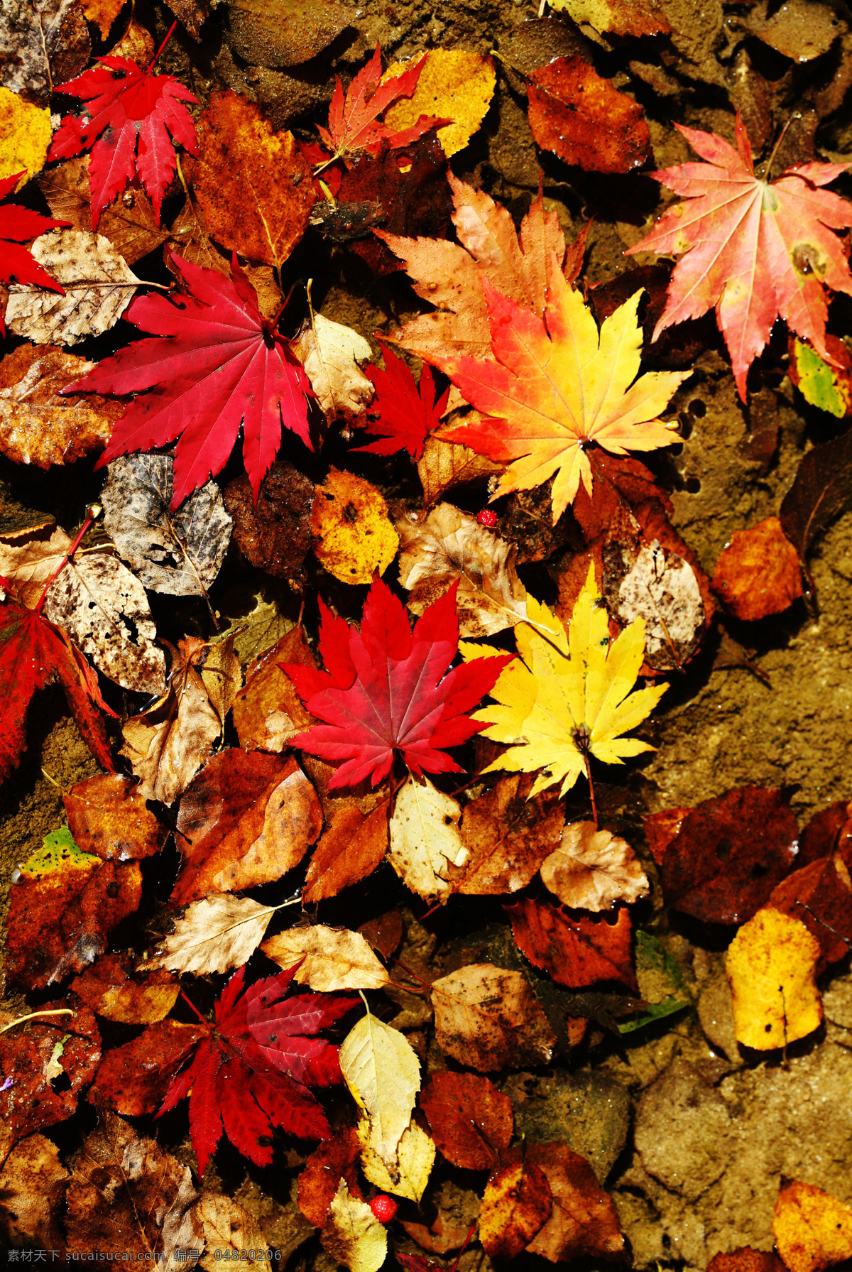 秋季枫叶 秋天黄叶 红色枫叶 叶子 树叶 黄枫叶 各种树叶 树木树叶 生物世界