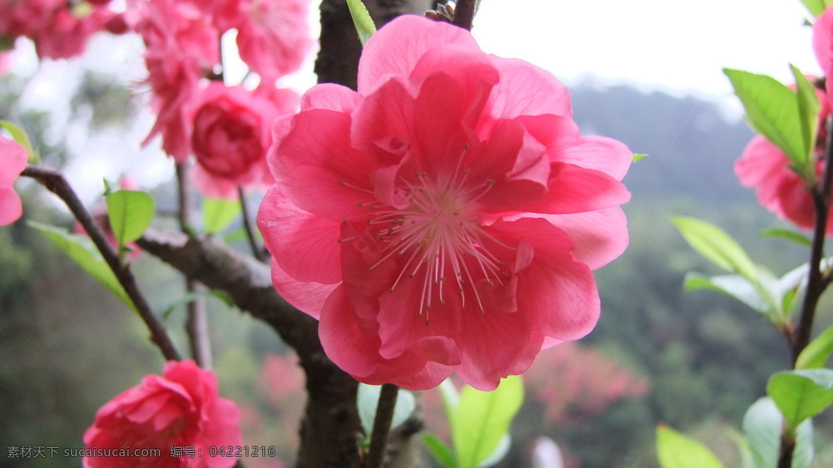 三月 桃花 背景 电脑桌面 红花 花 花朵 鲜花 生物世界