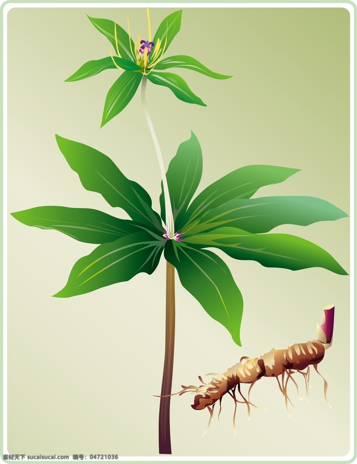 矢量 植物 重 楼 草药 重型地板 独创性 矢量图 日常生活