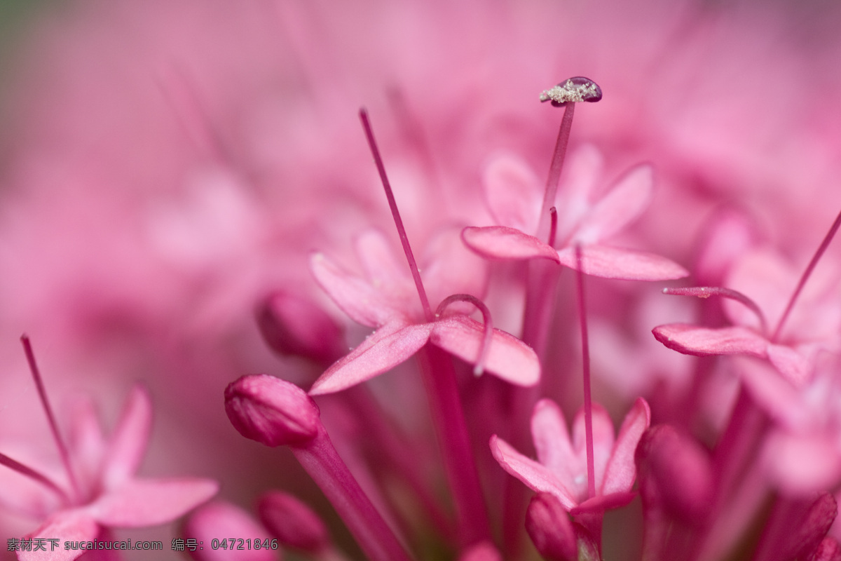 牡丹 牡丹花 花草 摄影图 生物世界 树木树叶