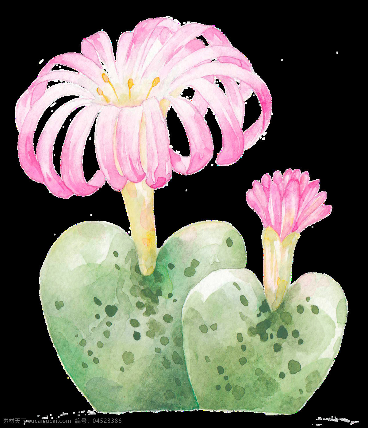 手绘 稀有 品种 仙人掌 透明 粉红色 开花 绿色 免扣素材 透明素材 心形 植物 装饰图案